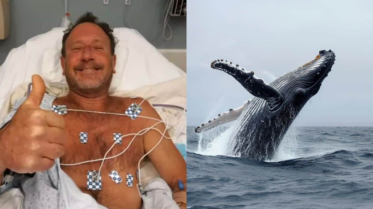 Homem 'engolido' por baleia jubarte antes de ser cuspido temia ser comido