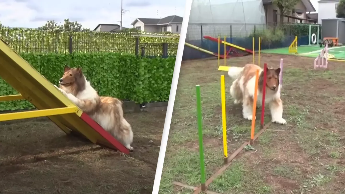 Homem que gastou R$ 67 mil para 'se tornar um cachorro' tenta curso de agilidade com resultados surpreendentes